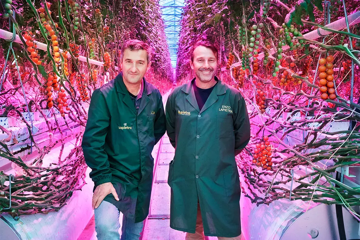 Idrocoltura e luce artificiale per coltivare i pomodori